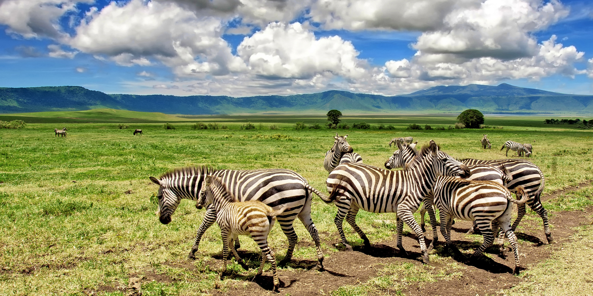 Elephant herd in the savannah